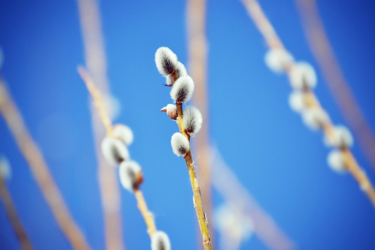 Сидней Верба