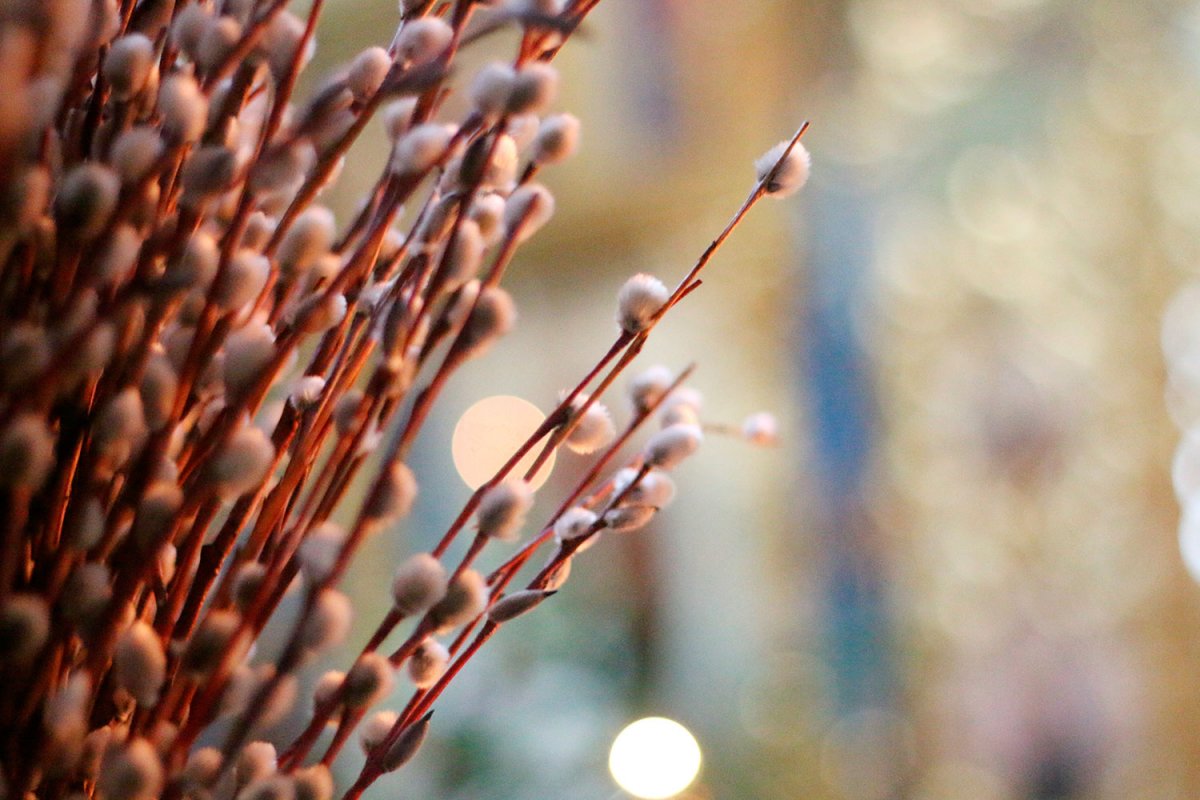 Весна Верба Церковь