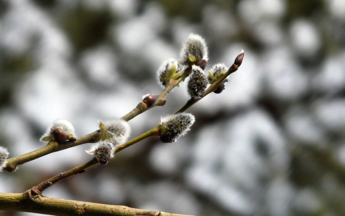 Почки на деревьях весной