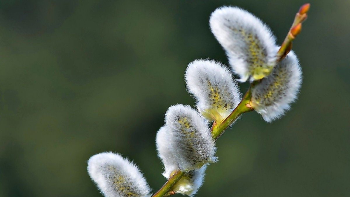 Ветки ивы и вербы