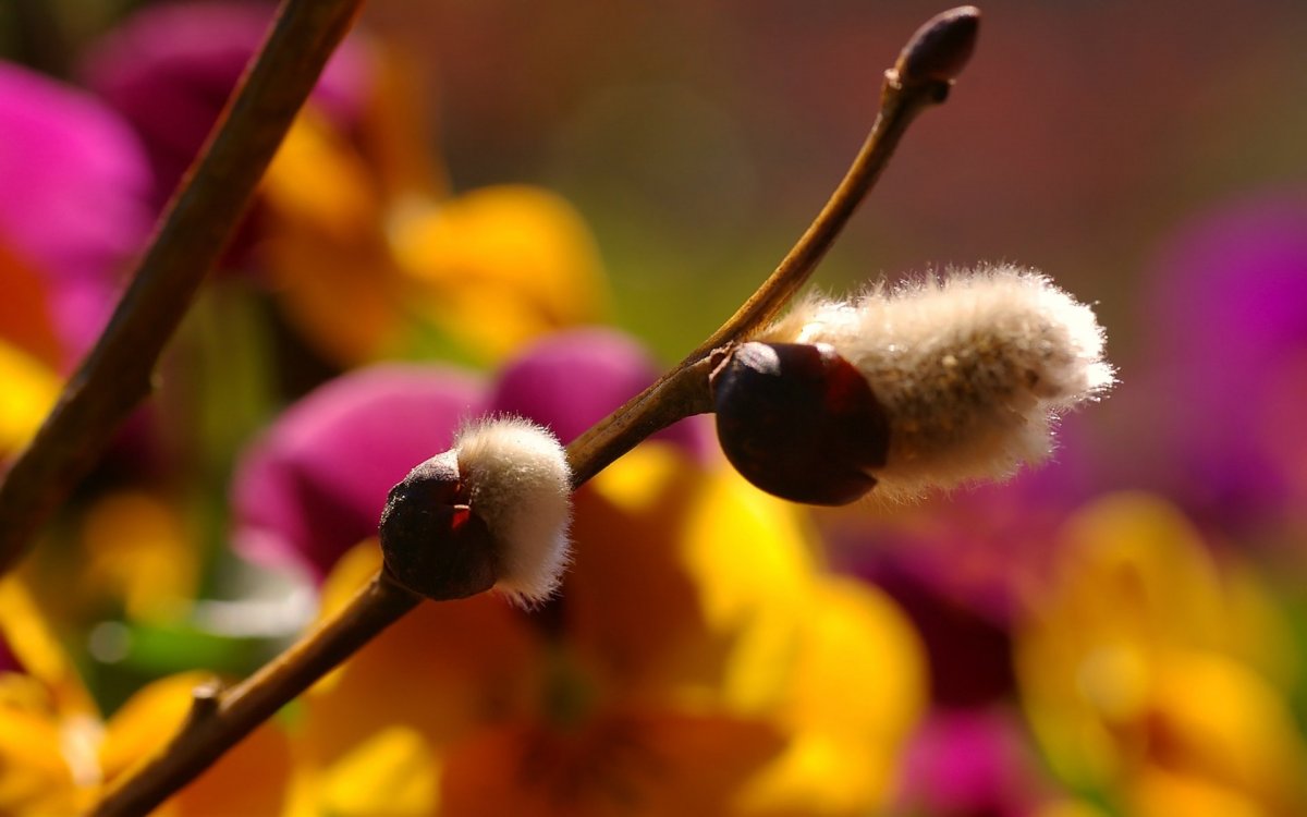 Обои на рабочий стол Верба