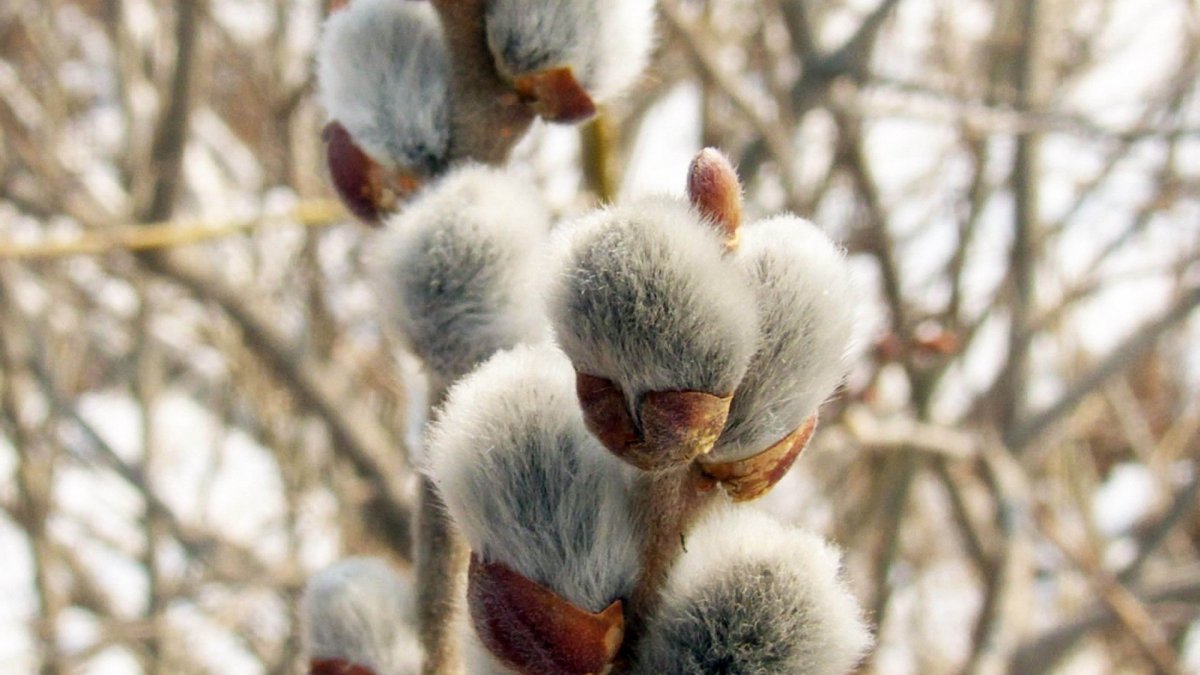 Верба Вербочка