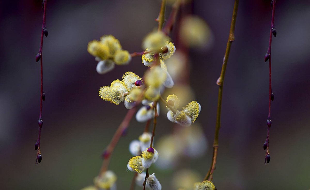 Нежность цветущей вербы