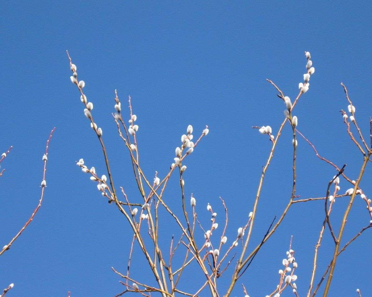 Ранняя Весна