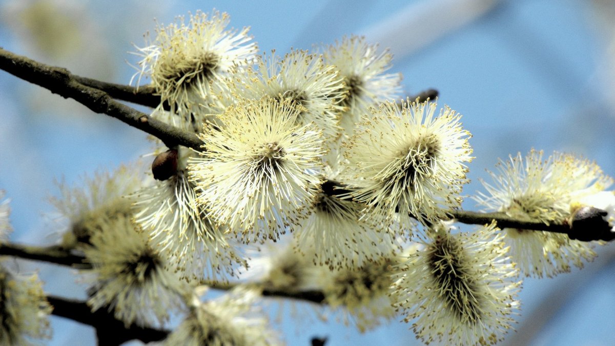 Верба на рабочий стол