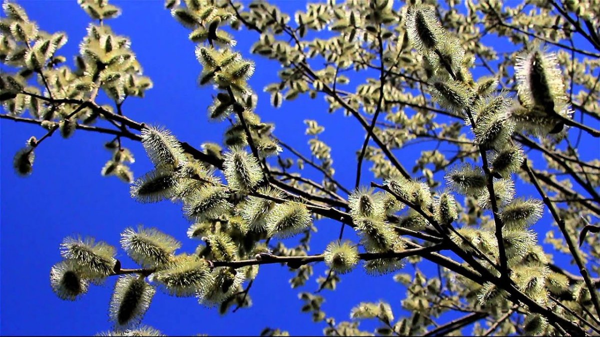 Весенняя Верба