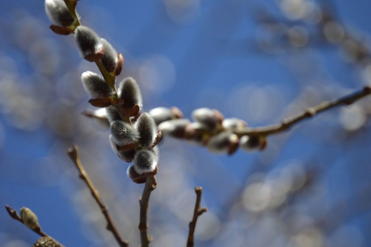 Прутик вербы