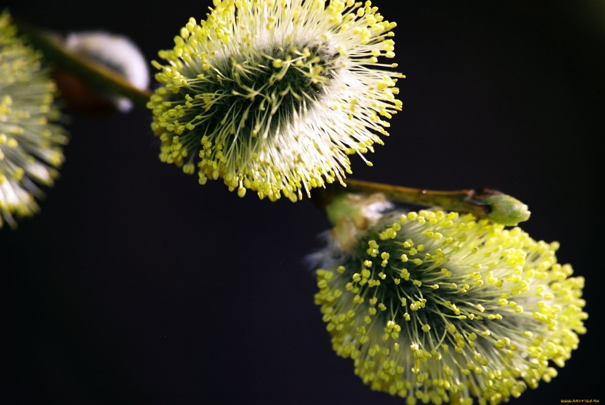 Верба Макросъемка