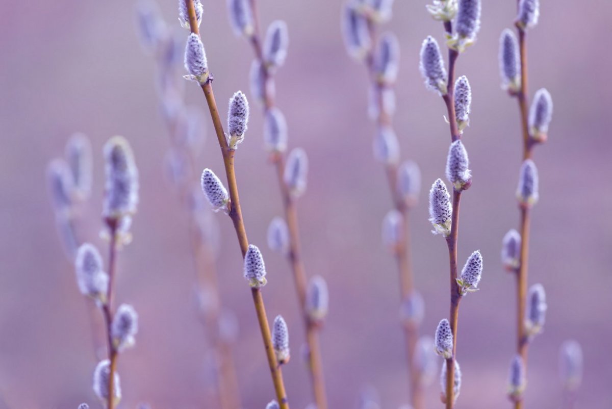 Бутон вербы