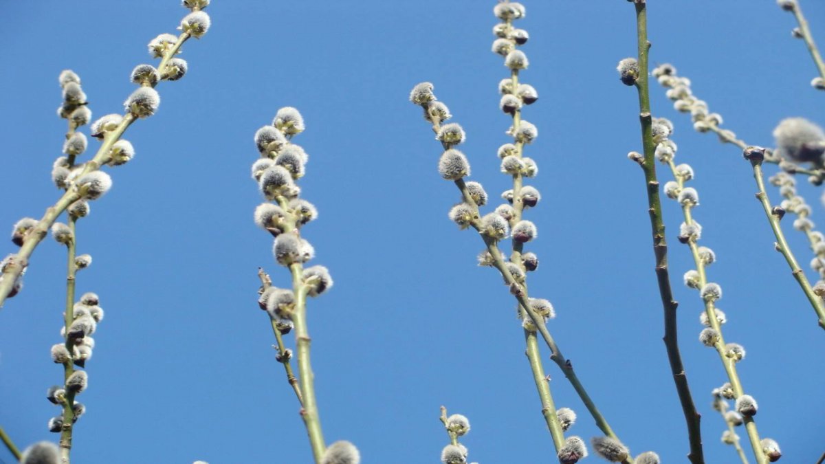 Вербная ветка