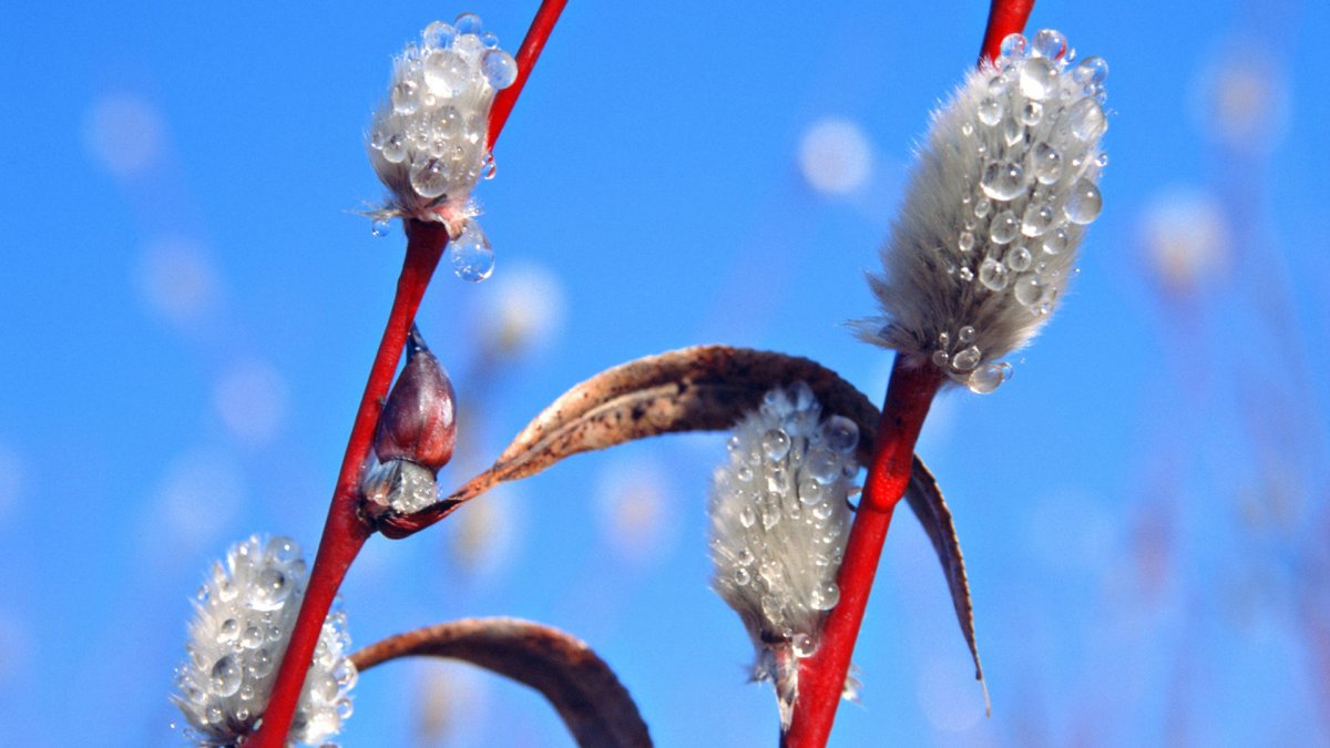 Ранняя Весна капель