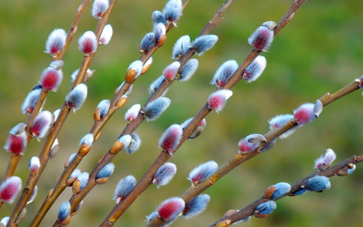 Верба растение