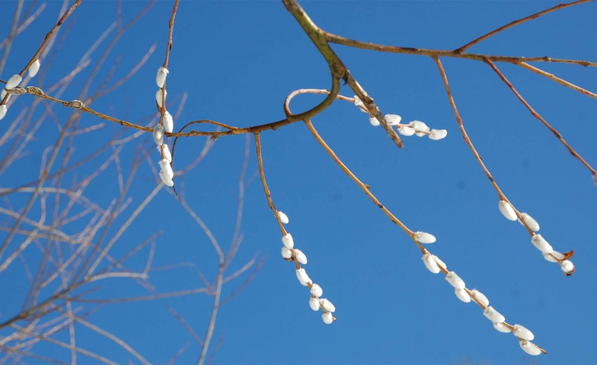 Обои на рабочий стол Верба