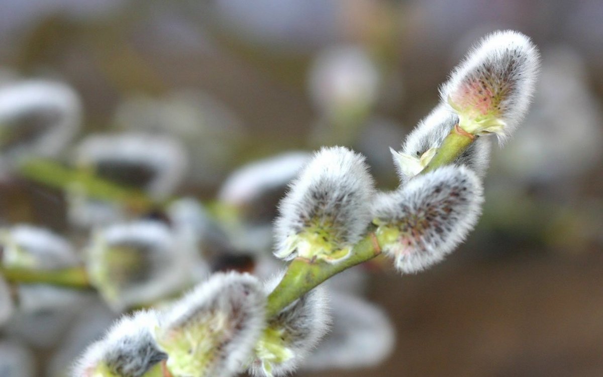 Цветущая Верба