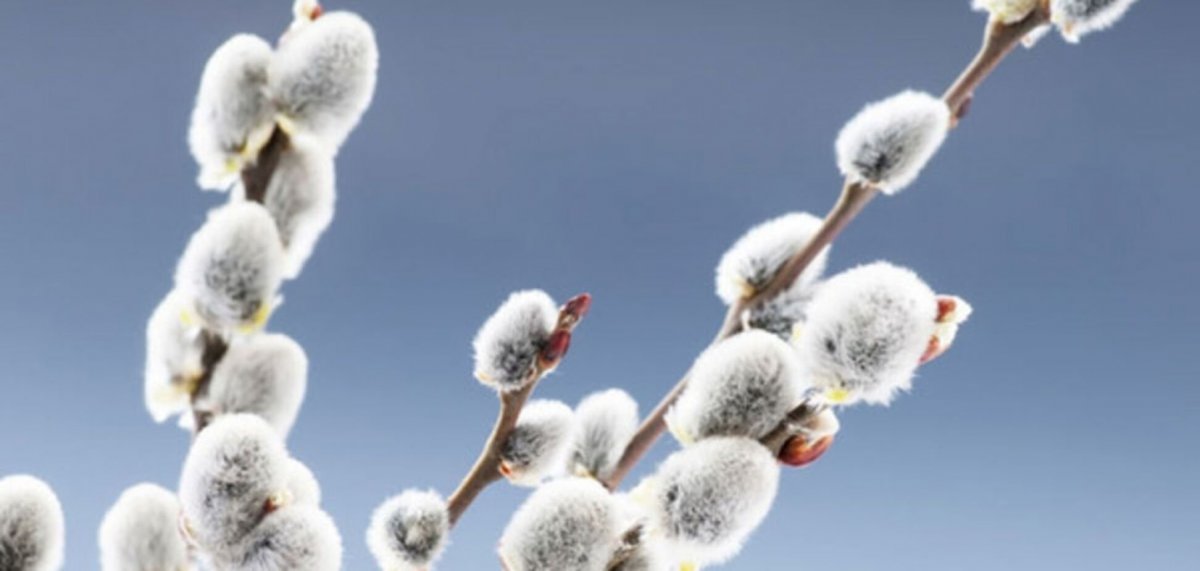 Красивая ветка вербы