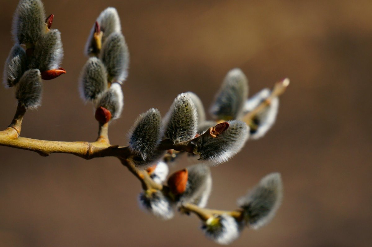 Красивая Верба