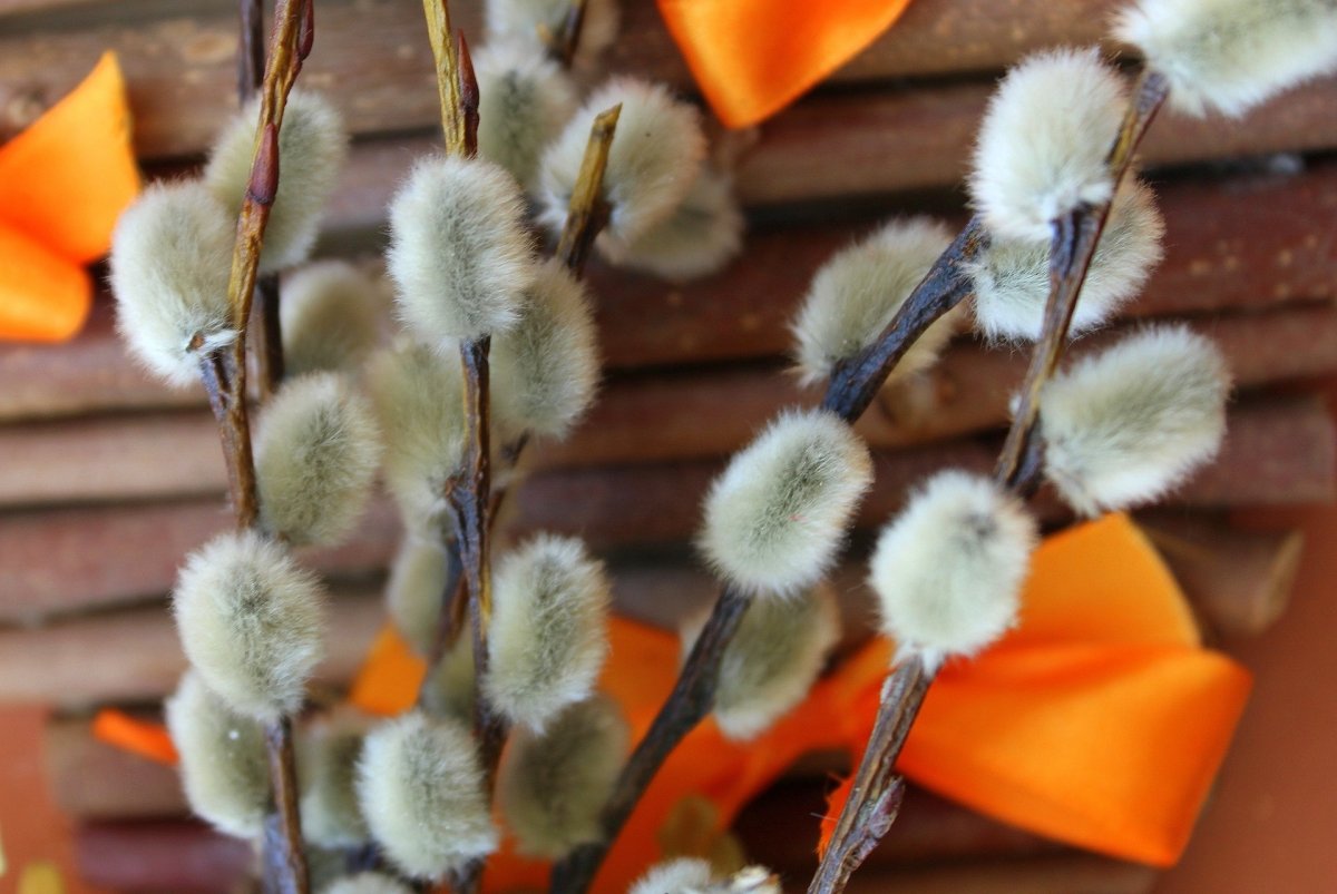 Веточка вербы