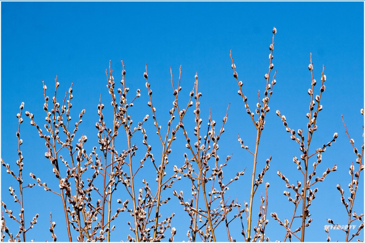 Дети с вербой