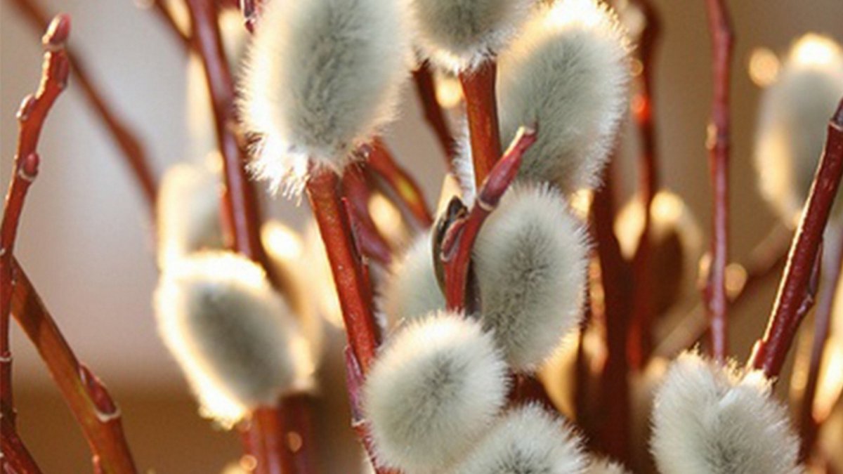 С Вербным воскресеньем