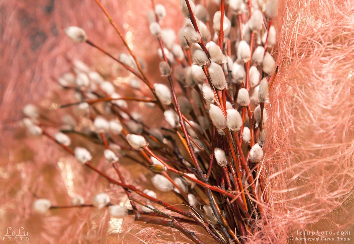 Ветка вербы