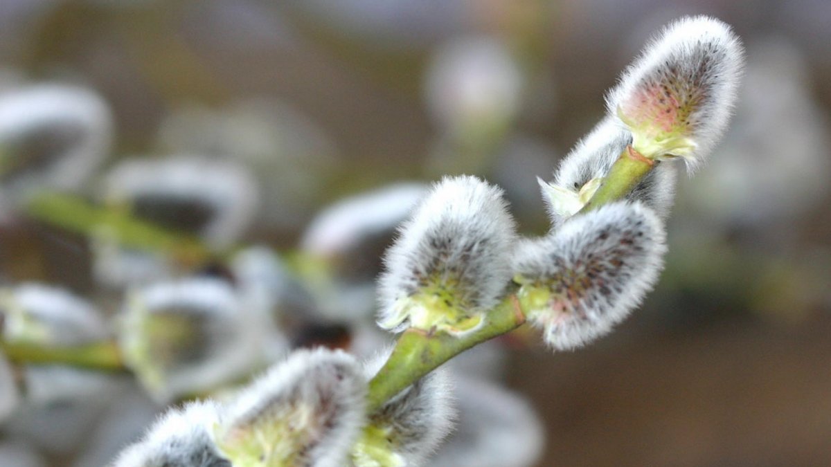 Верба и первоцветы