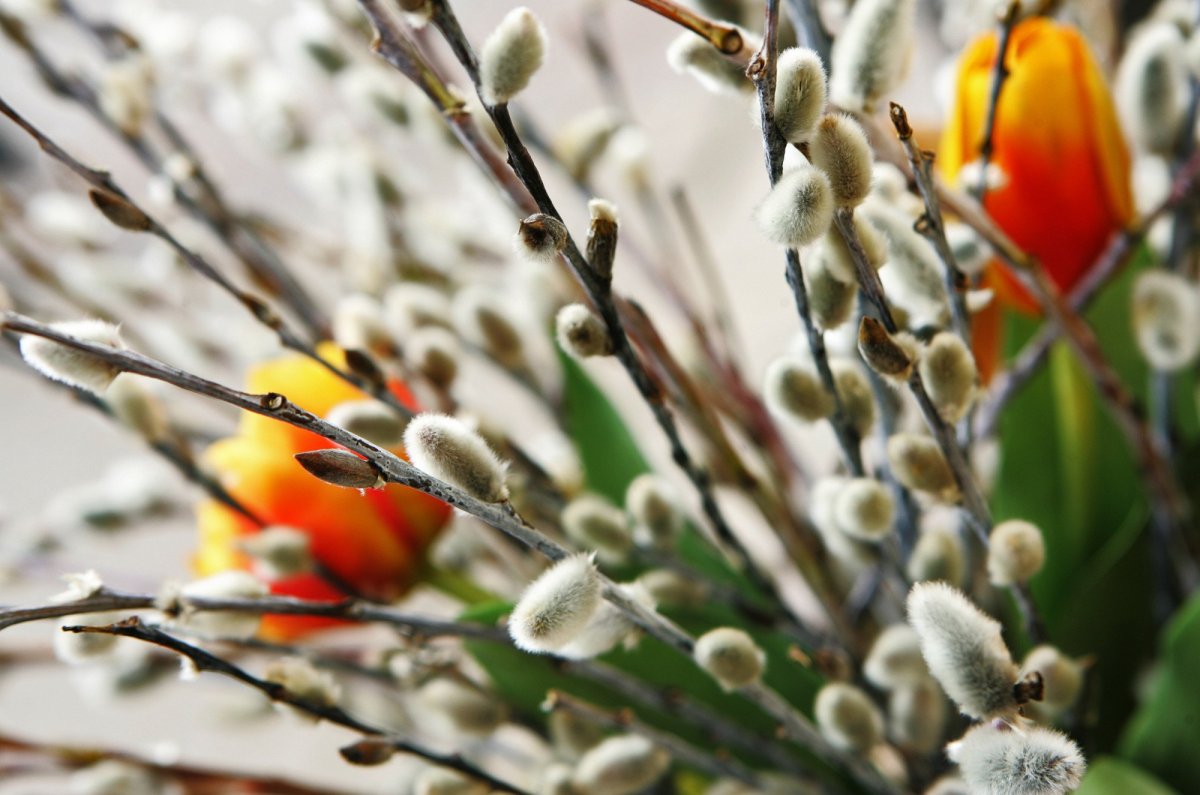 Вербное воскресенье Вилкова