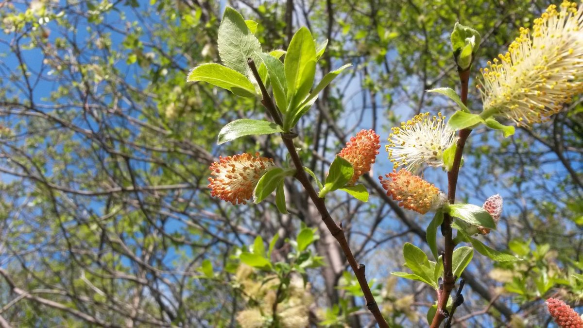 Рабочий стол Весна апрель