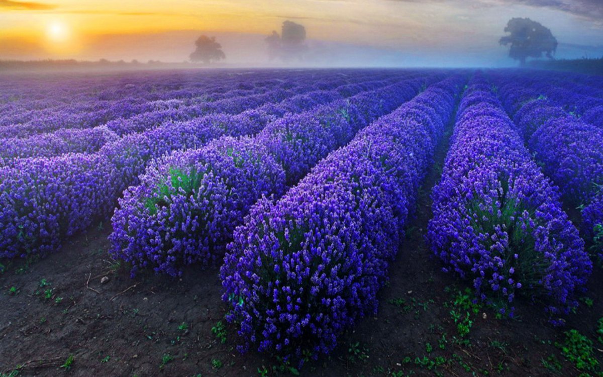 Индиго цветок