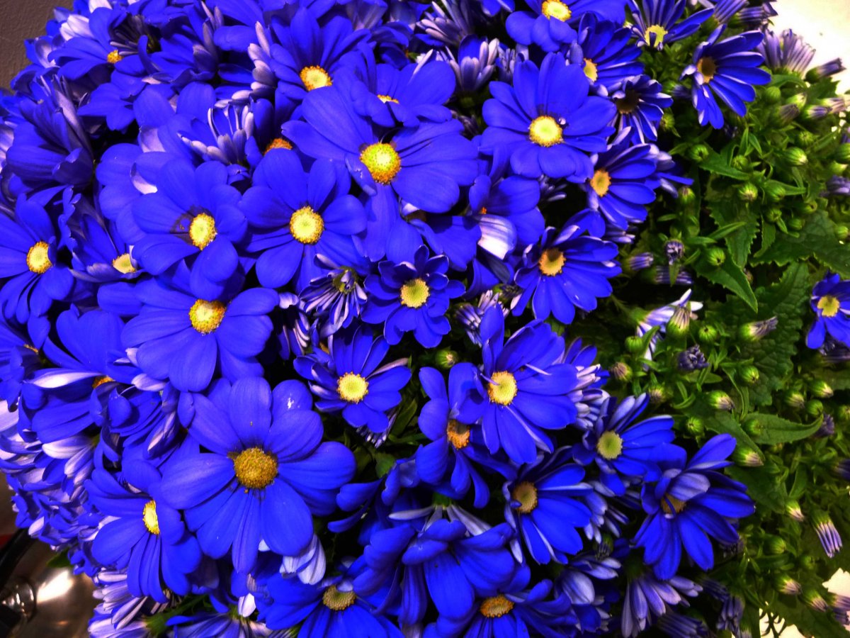 Куно индиго скин ФОРТНАЙТ