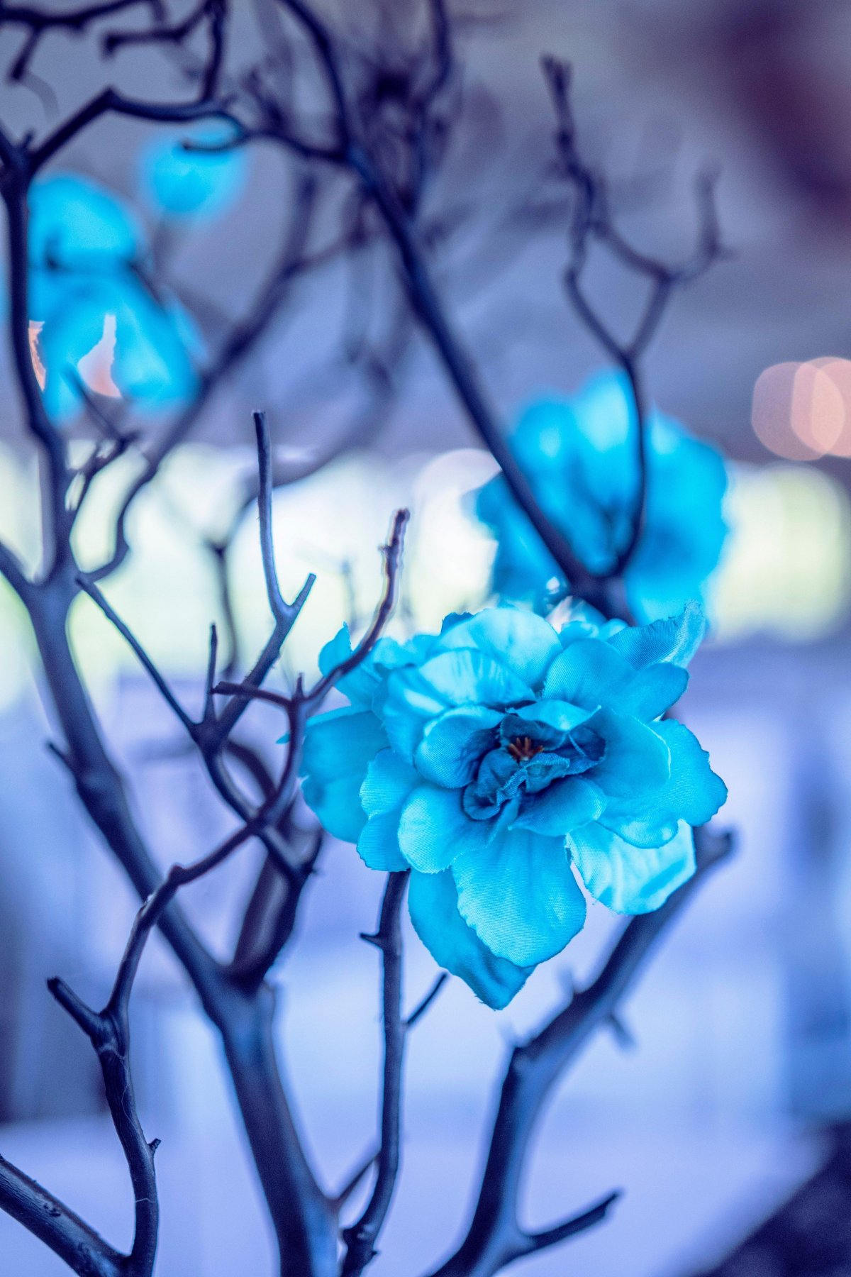 Гидрангия галакси