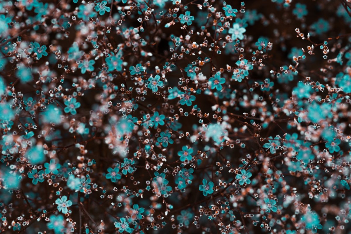 Нежный цветок