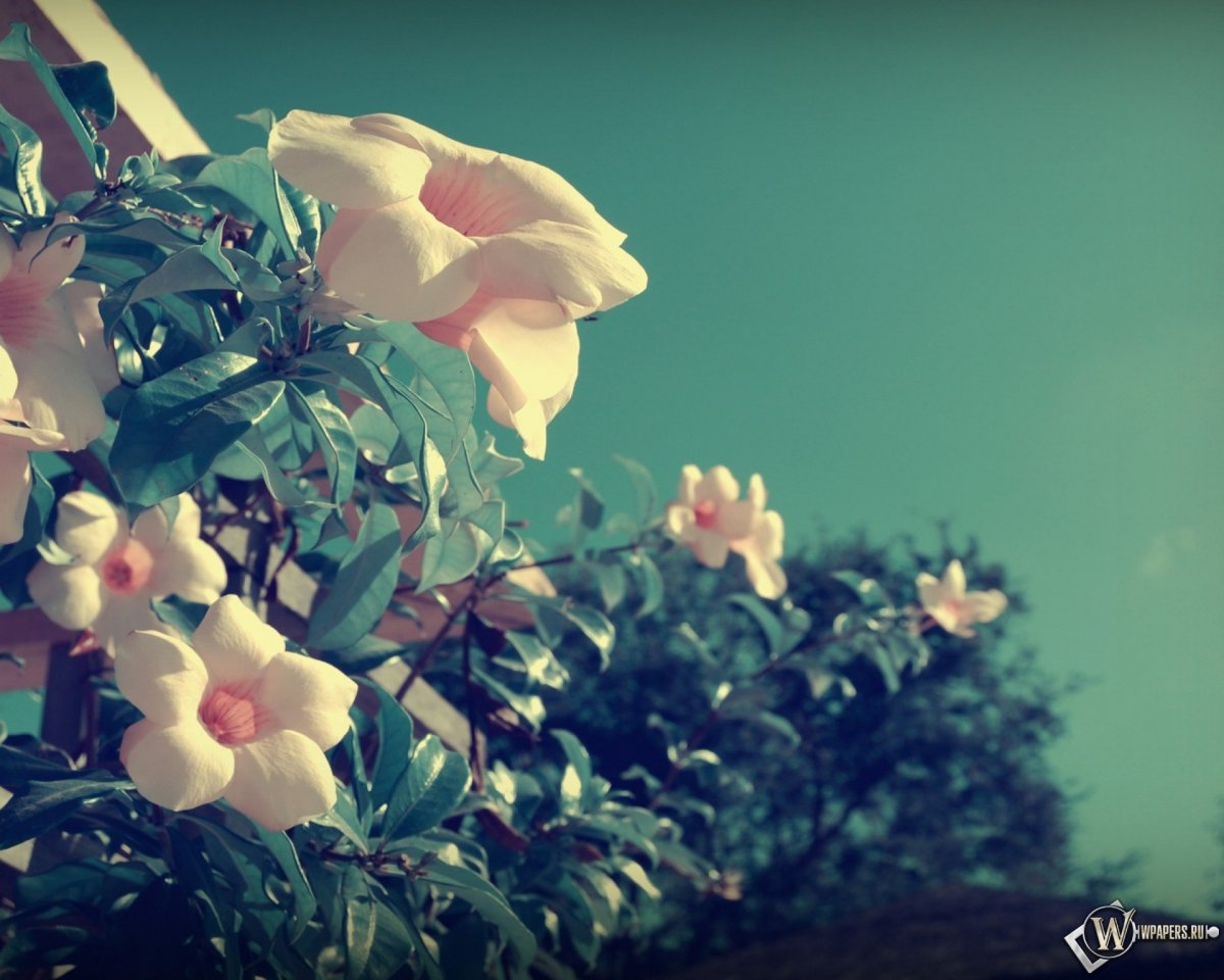 Цветочная заставка на рабочий стол