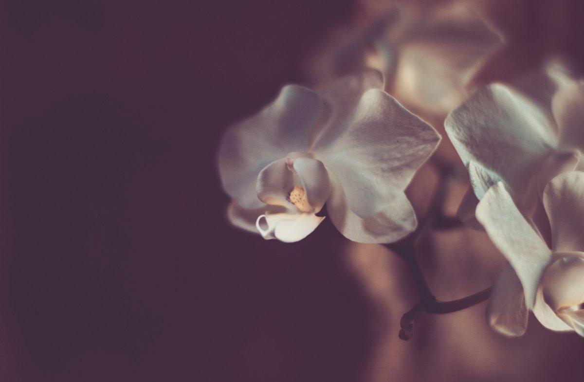 Обои на телефон Эстетика розы