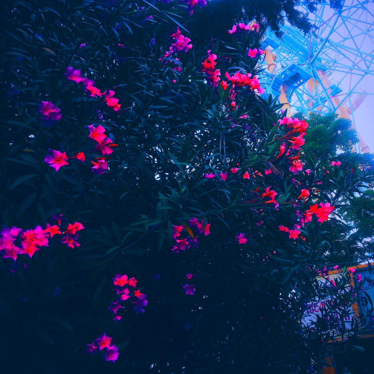 Пионовидная роза Пиони Пинк