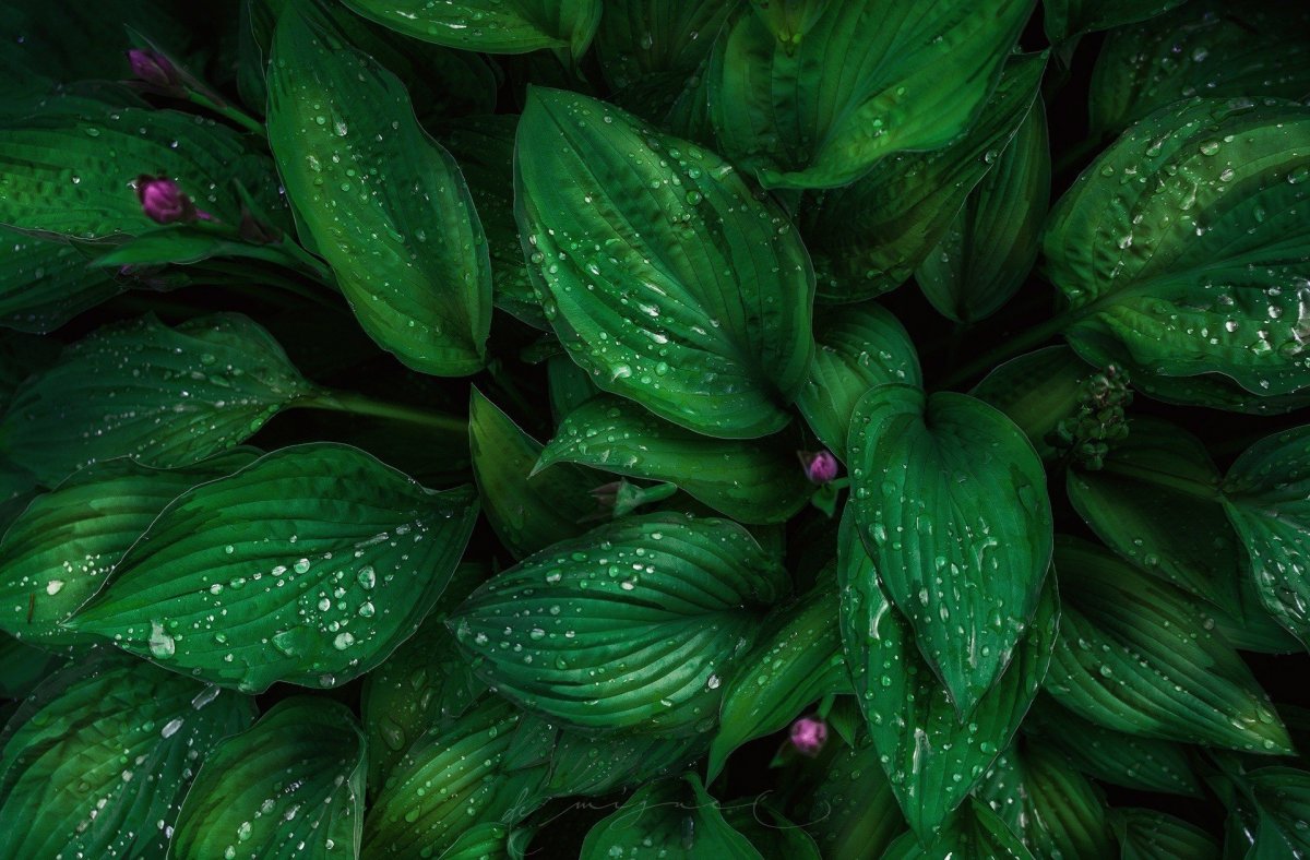 Обои на рабочий стол зеленые листья