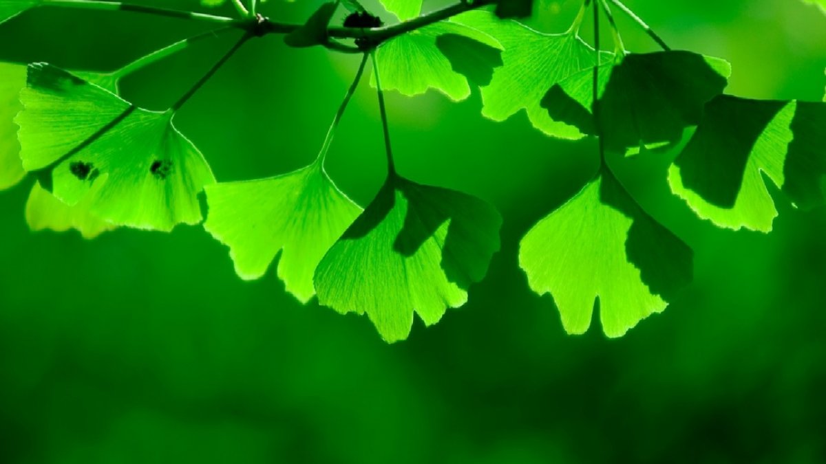 Лиственно зеленый цвет