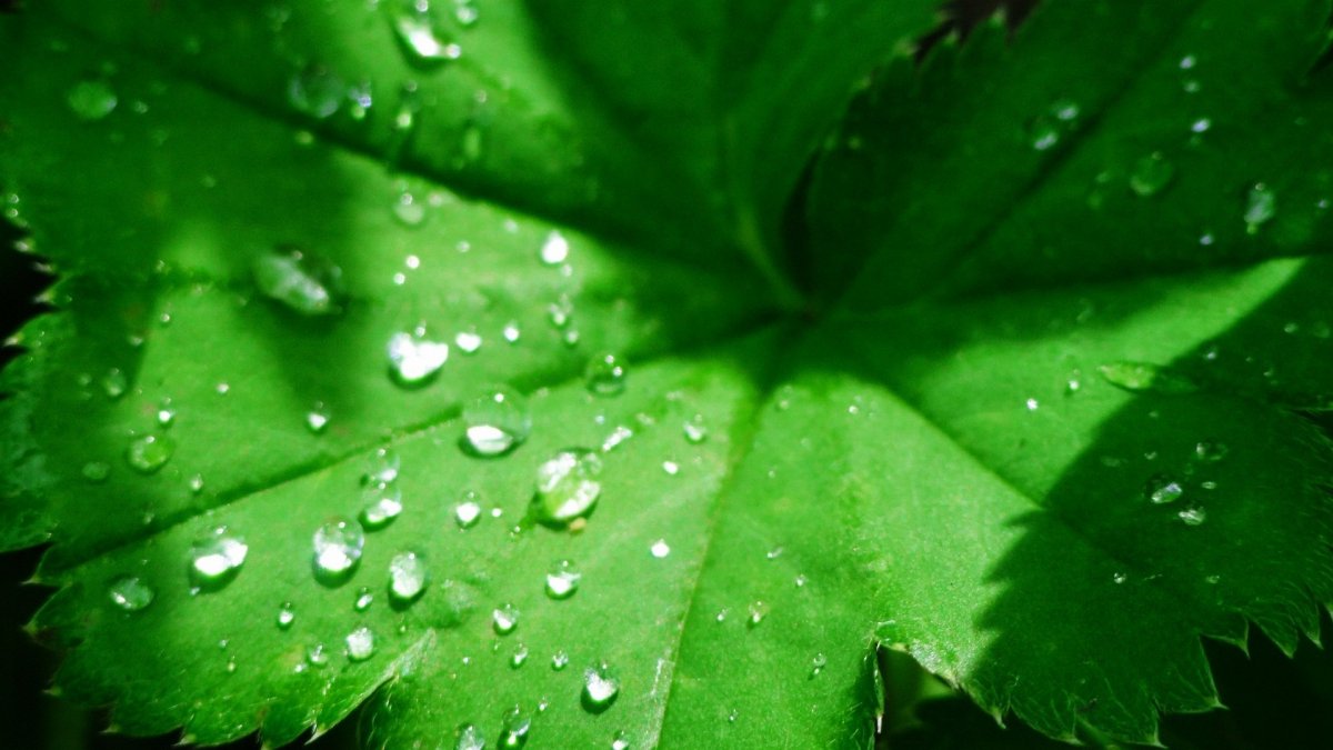 Листья в высоком разрешении