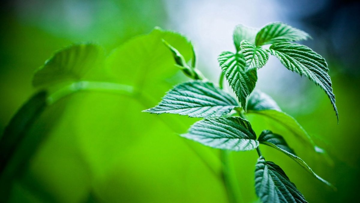 Зеленые листья HD