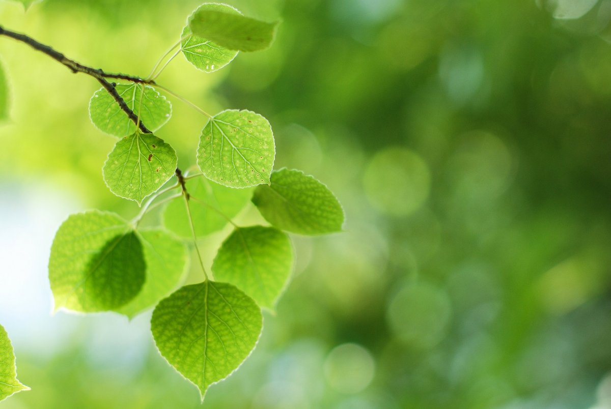 Зеленый лист