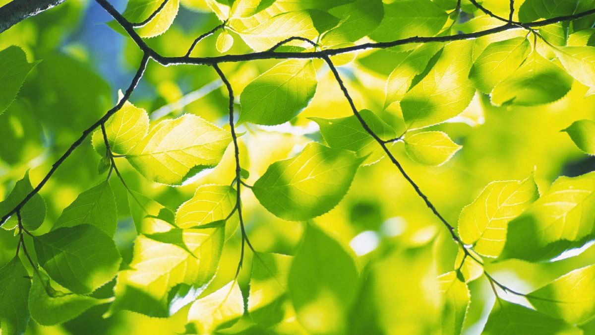 Весенняя зелень