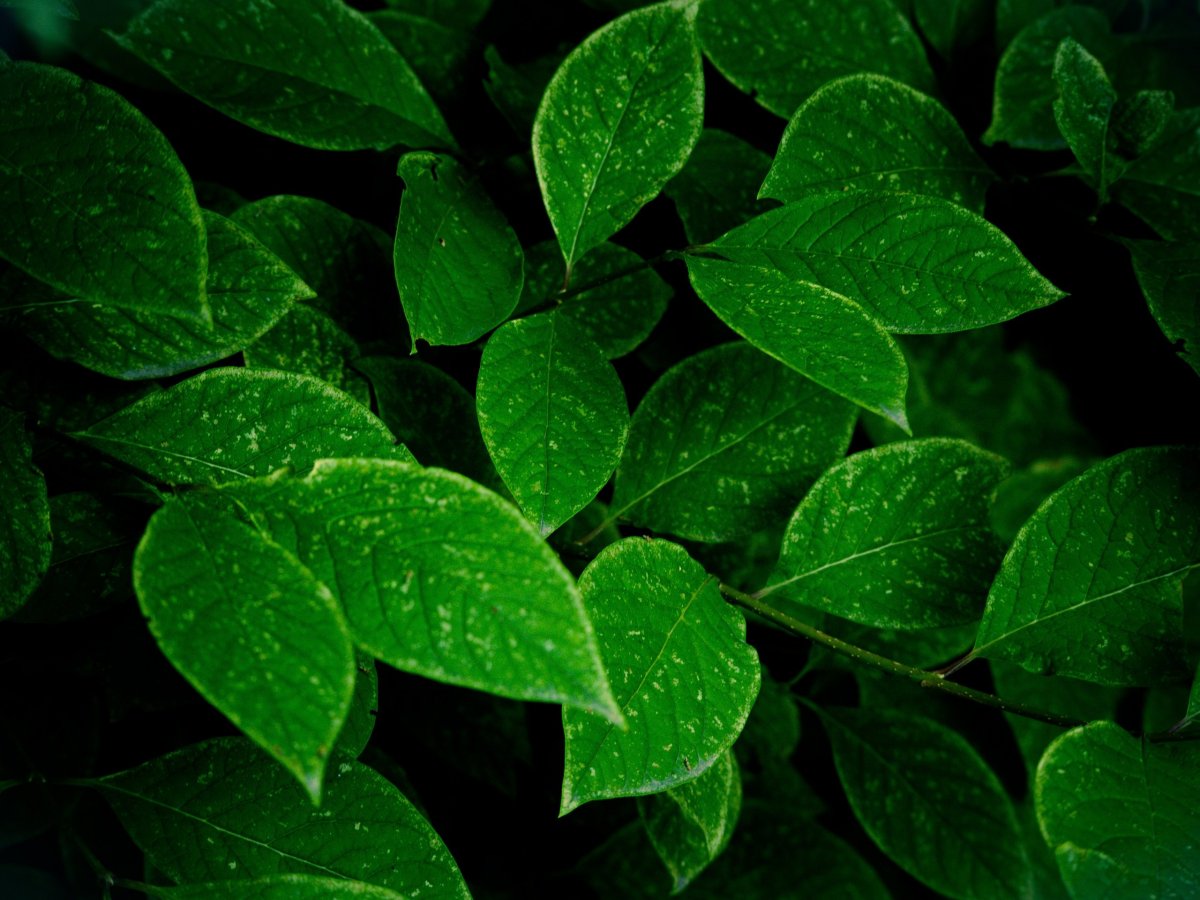 Зелень листья