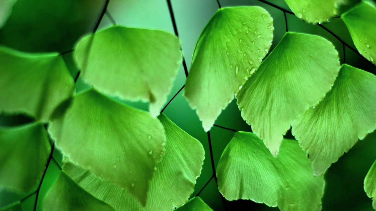 Адиантум крупнолистный