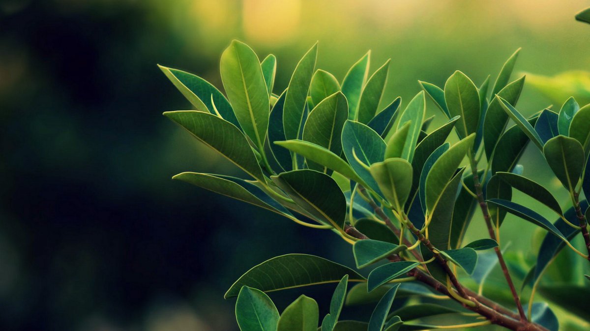 Растительный мир фон