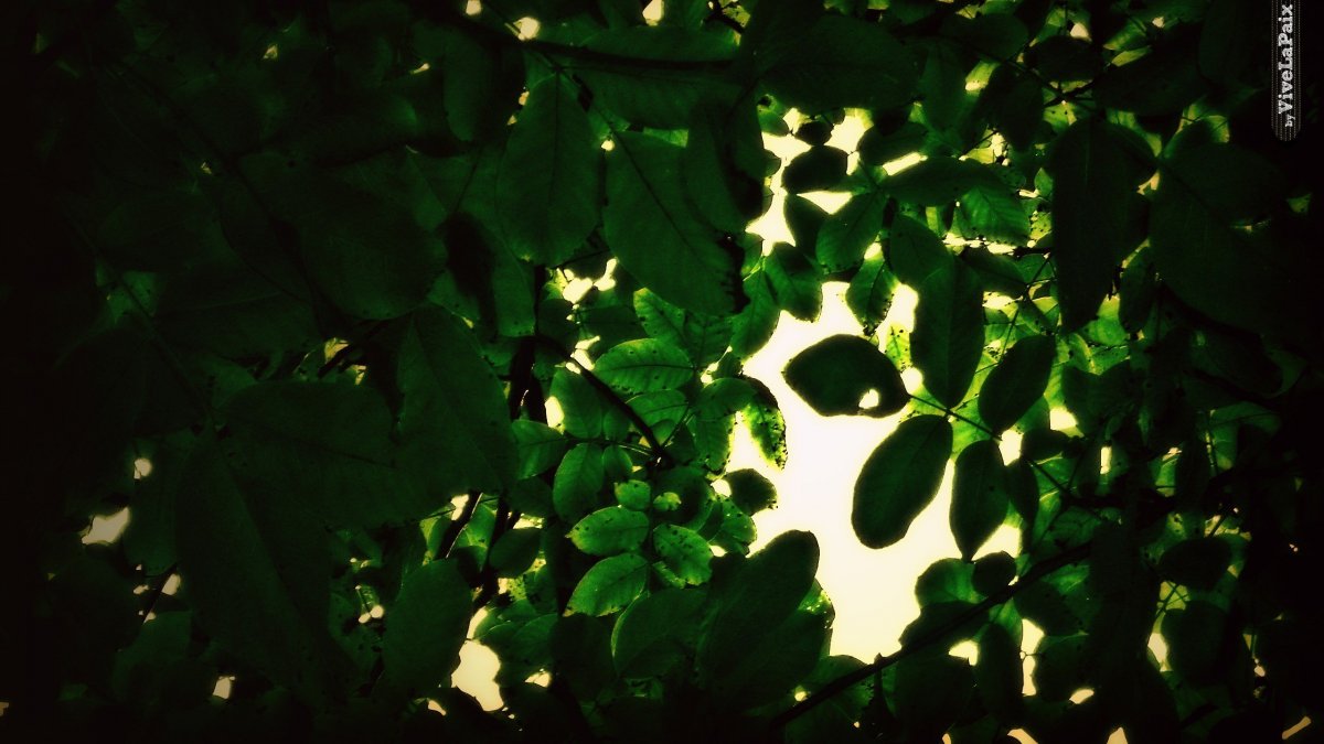 Темно зеленая листва