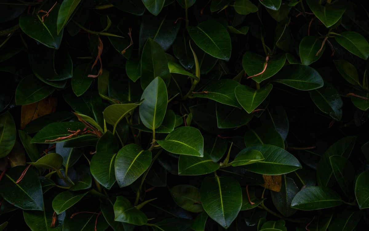 Зеленый лист