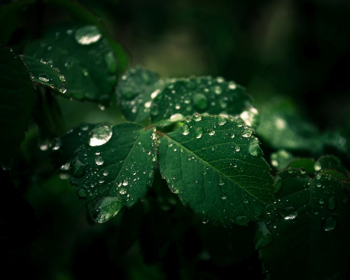 Листья деревьев