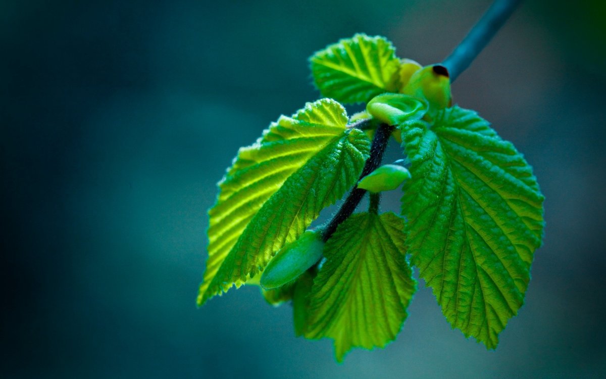 Красивый зеленый цвет