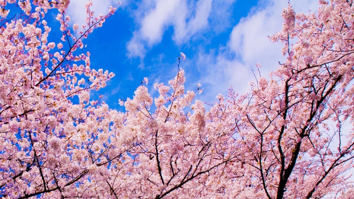 Цветущая Сакура