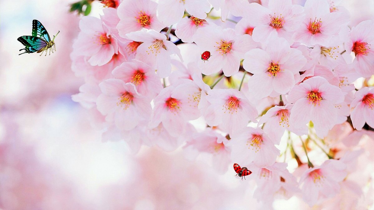 Красивый фон цветы нежные