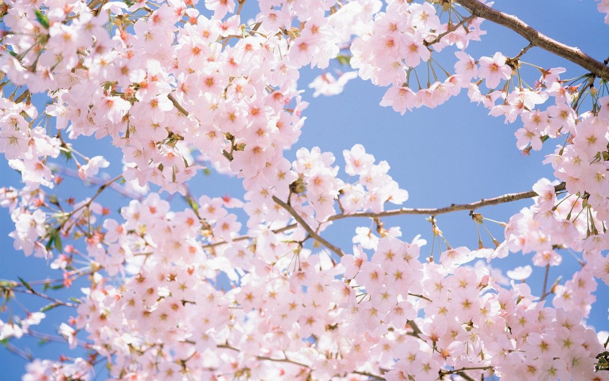 Черри блоссом цветок